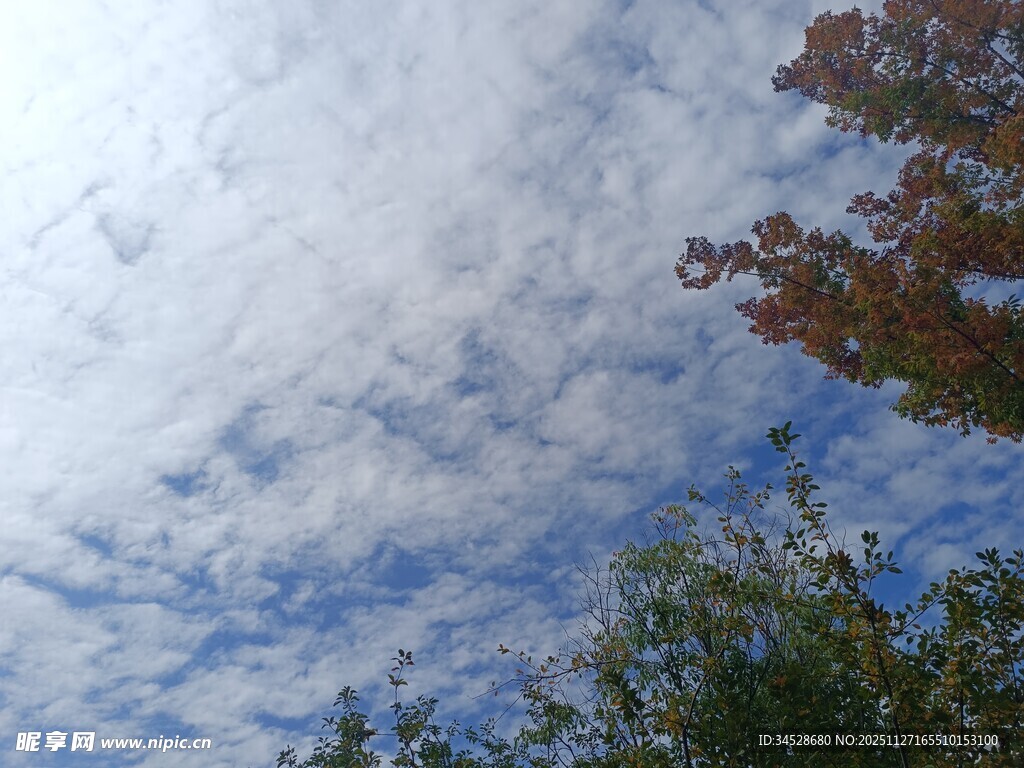 蓝天白云下的树梢景致