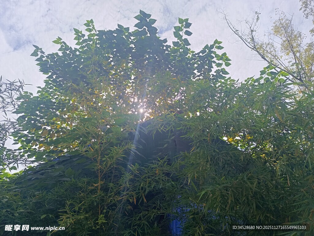 阳光穿透树叶的自然美景