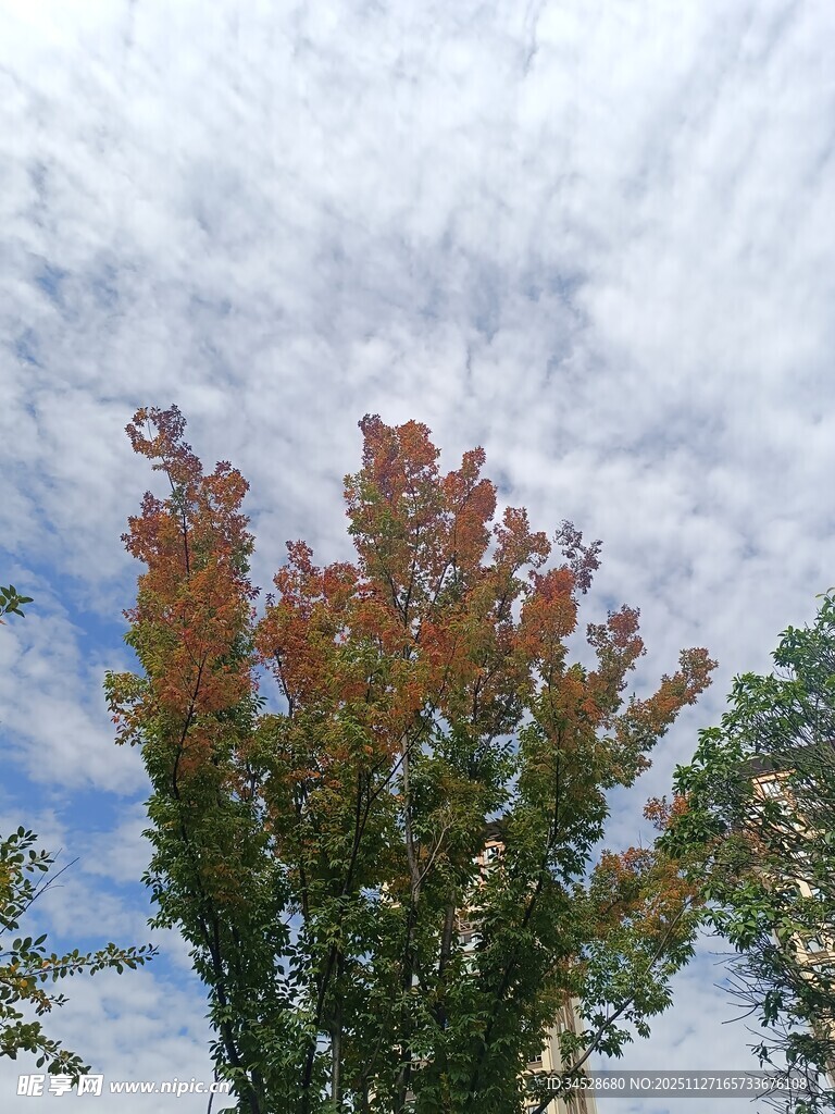 秋日树梢与绚烂云彩