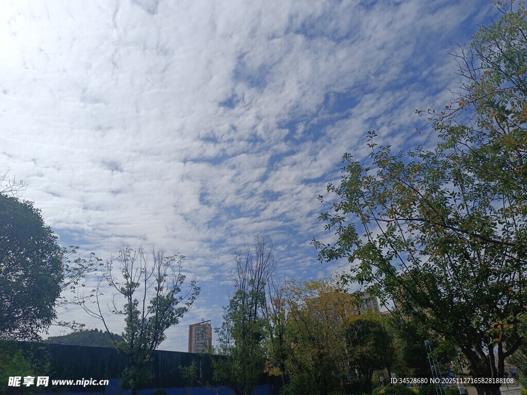 蓝天白云下的树木景致