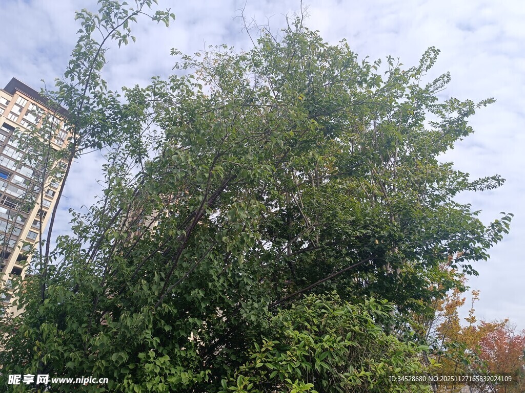 城市中茂盛的绿树景观