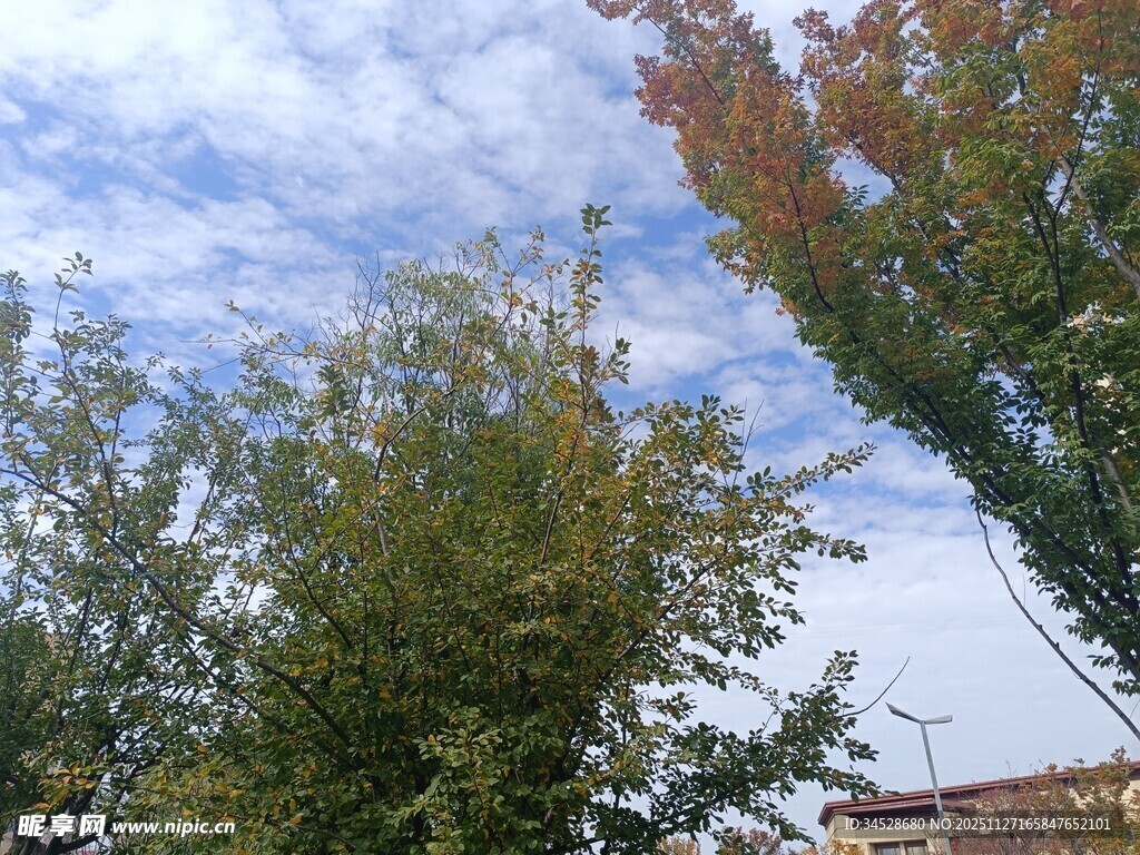 秋日树梢与蓝天白云