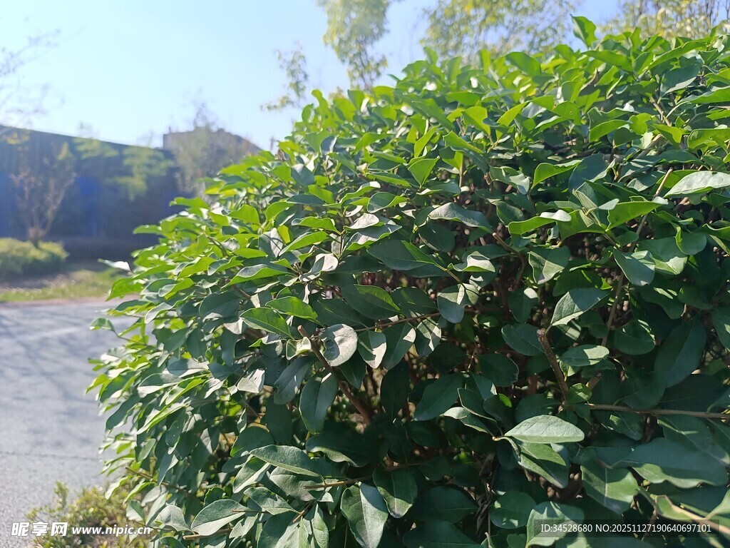 路边繁茂的绿色灌木丛