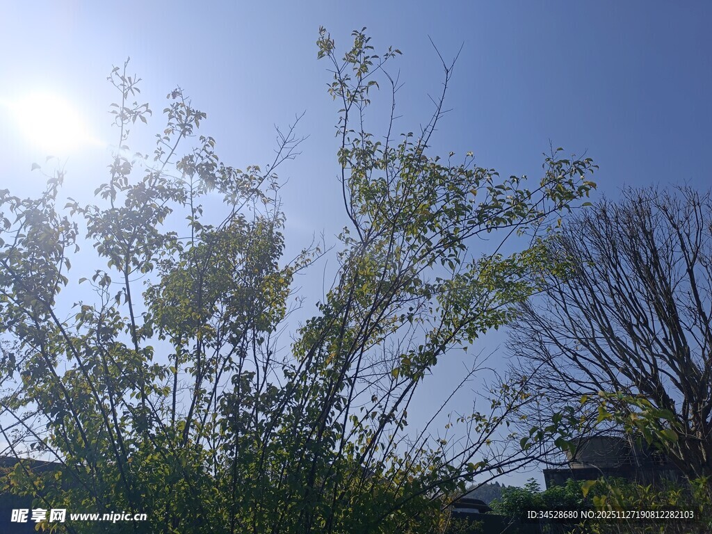 阳光下的绿植与蓝天