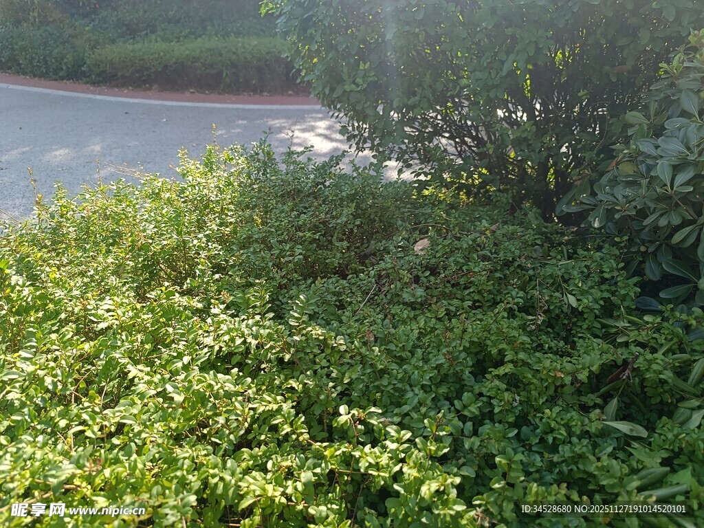 阳光下的葱郁绿植