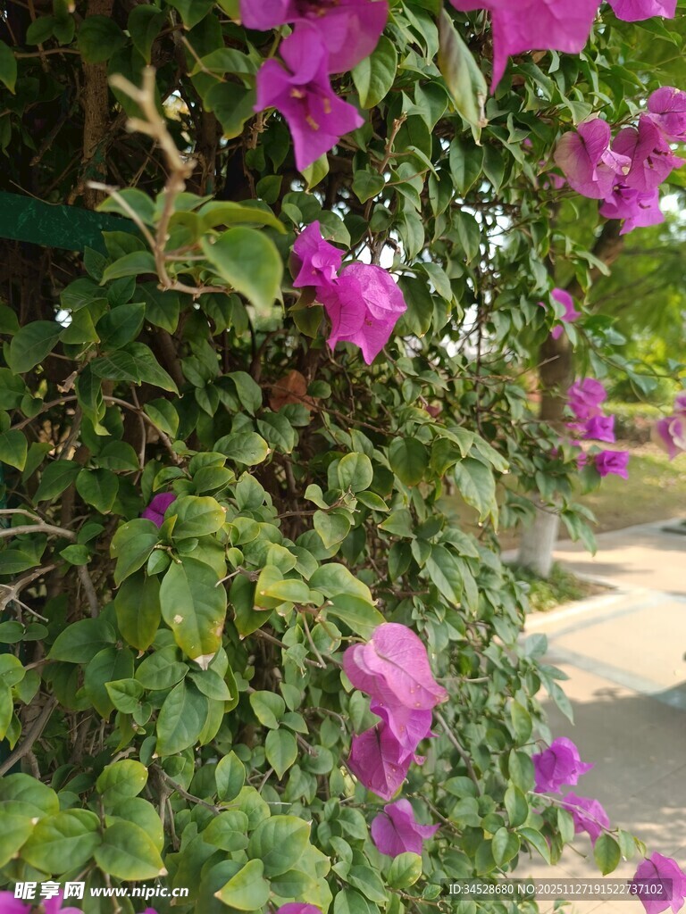 绽放的紫色三角梅景观