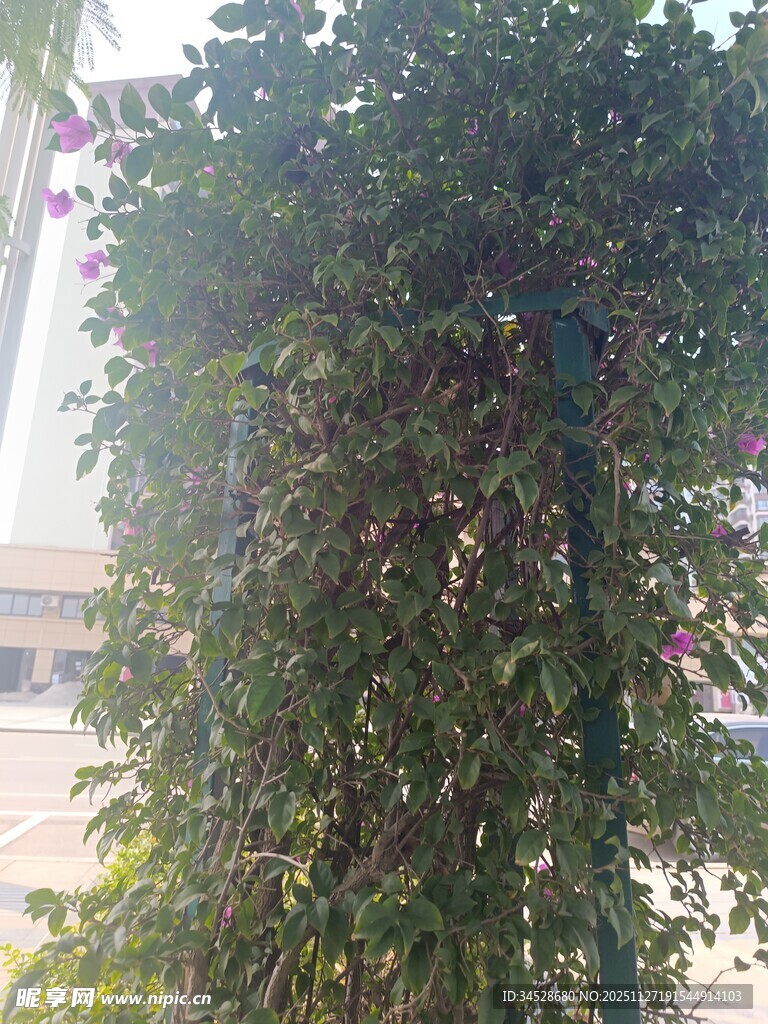 茂盛爬藤植物景观