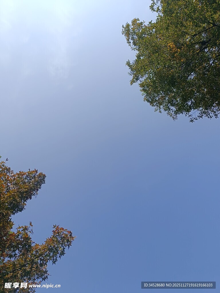 仰望蓝天与树梢