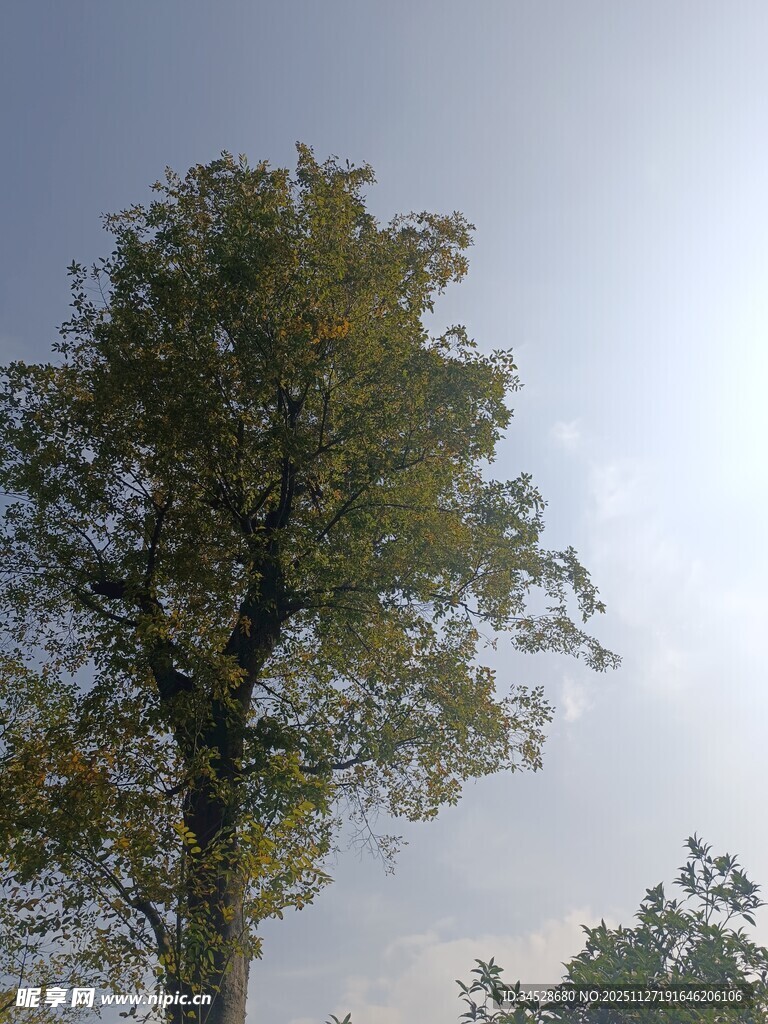 挺拔大树傲立晴空