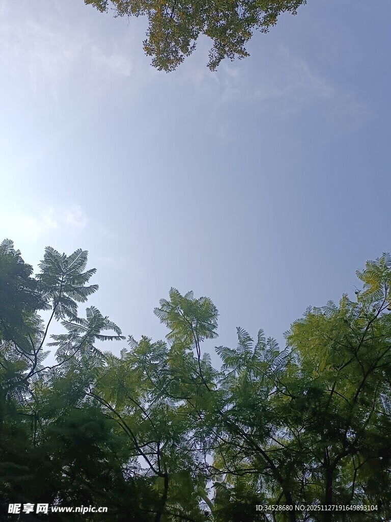 仰望蓝天绿树间的阳光