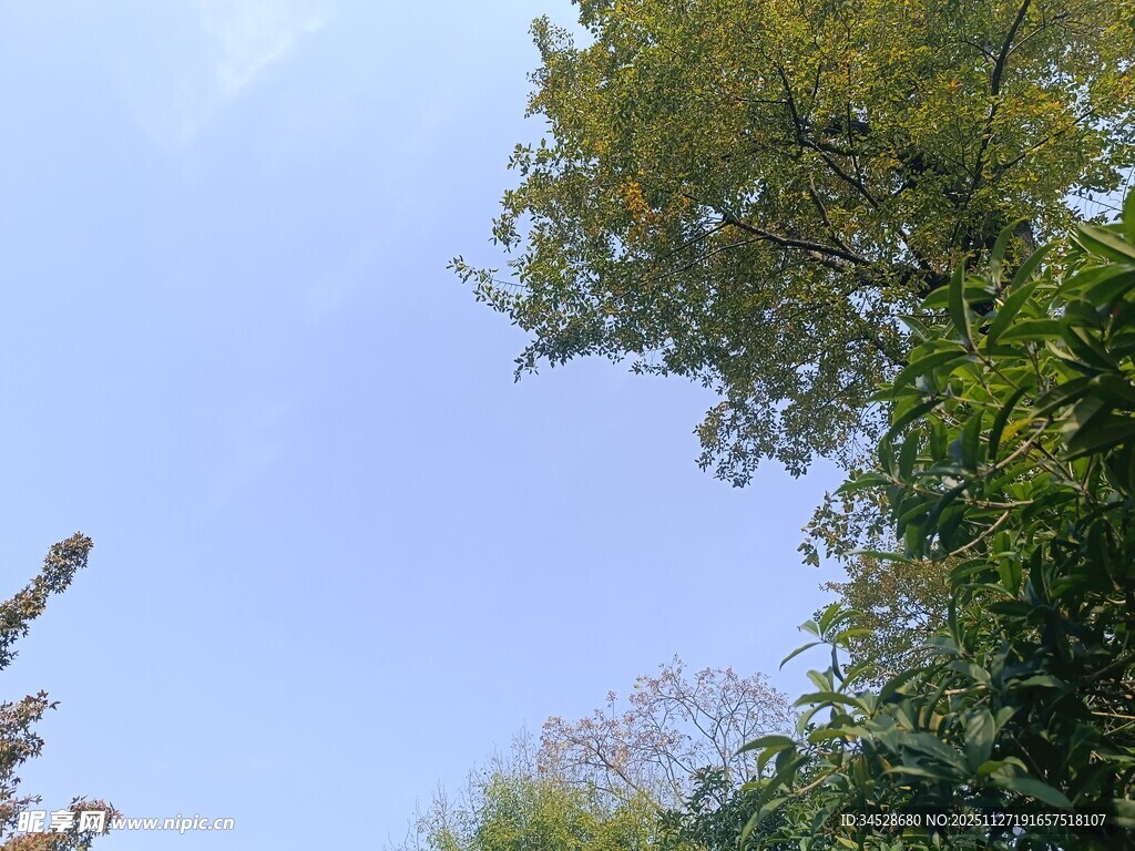 仰视绿树蓝天美好景致
