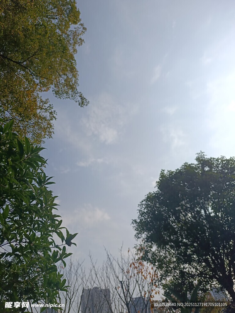 蓝天白云下的绿树景观