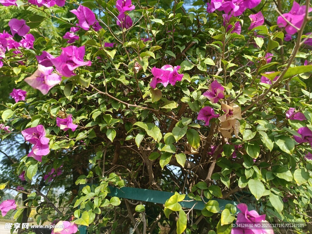 绽放的紫色三角梅