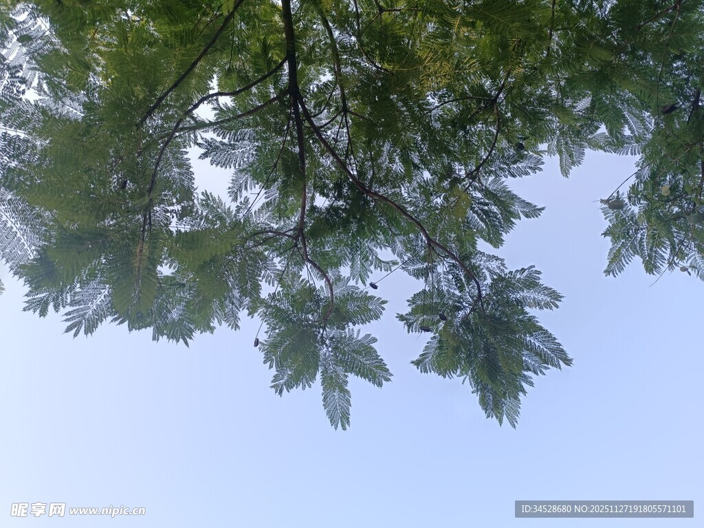 仰视枝头绿叶与蓝天