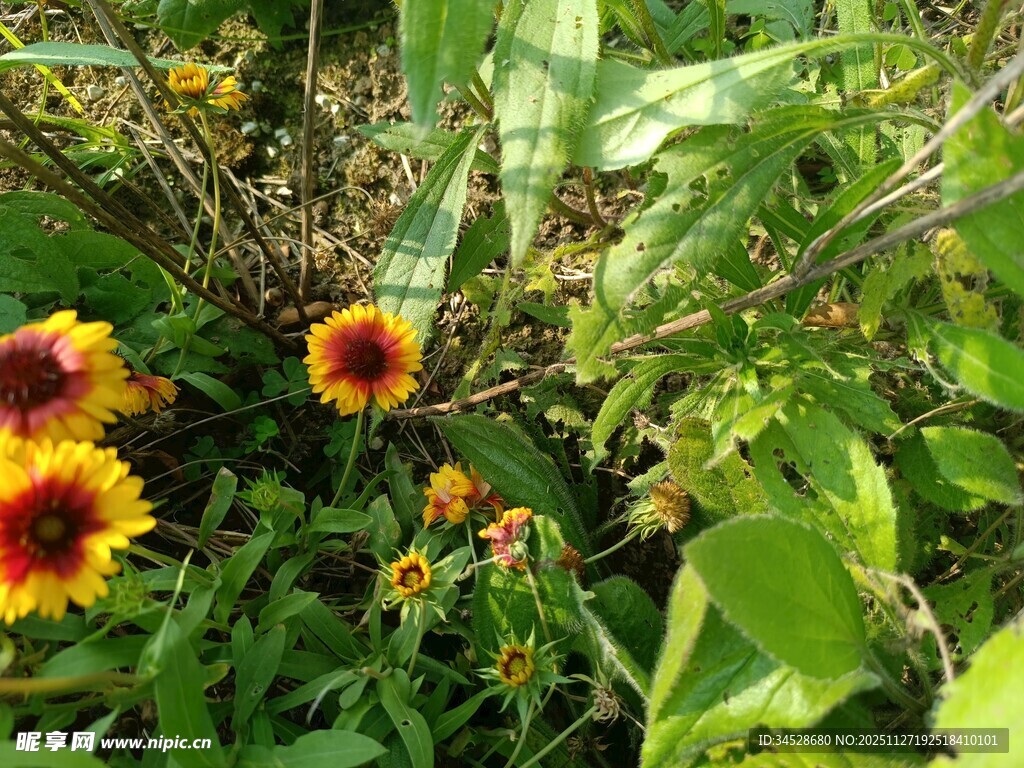 多彩花朵绽放于绿叶间