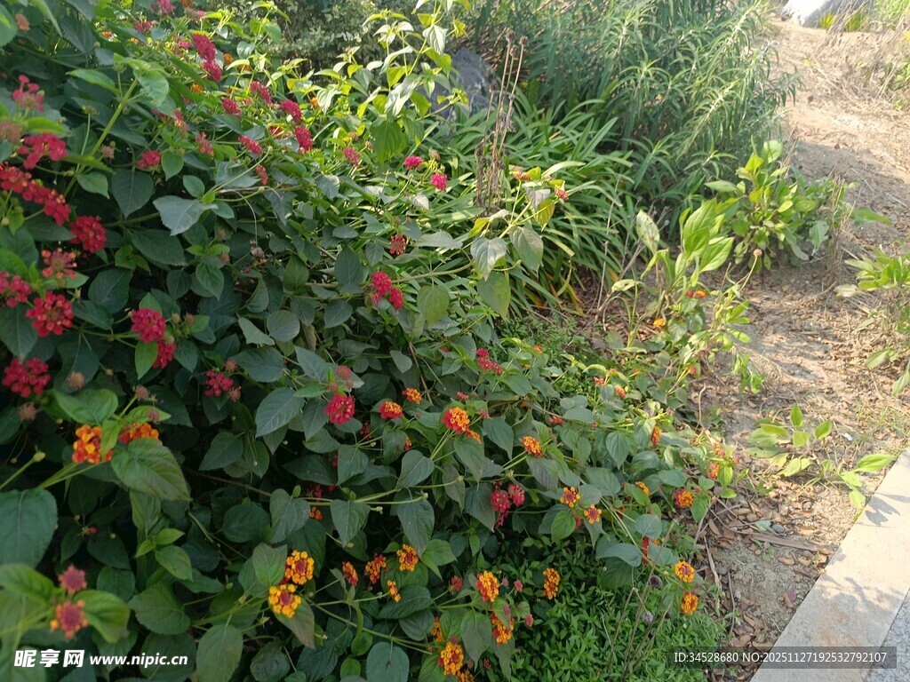 路边多彩花卉植物景观