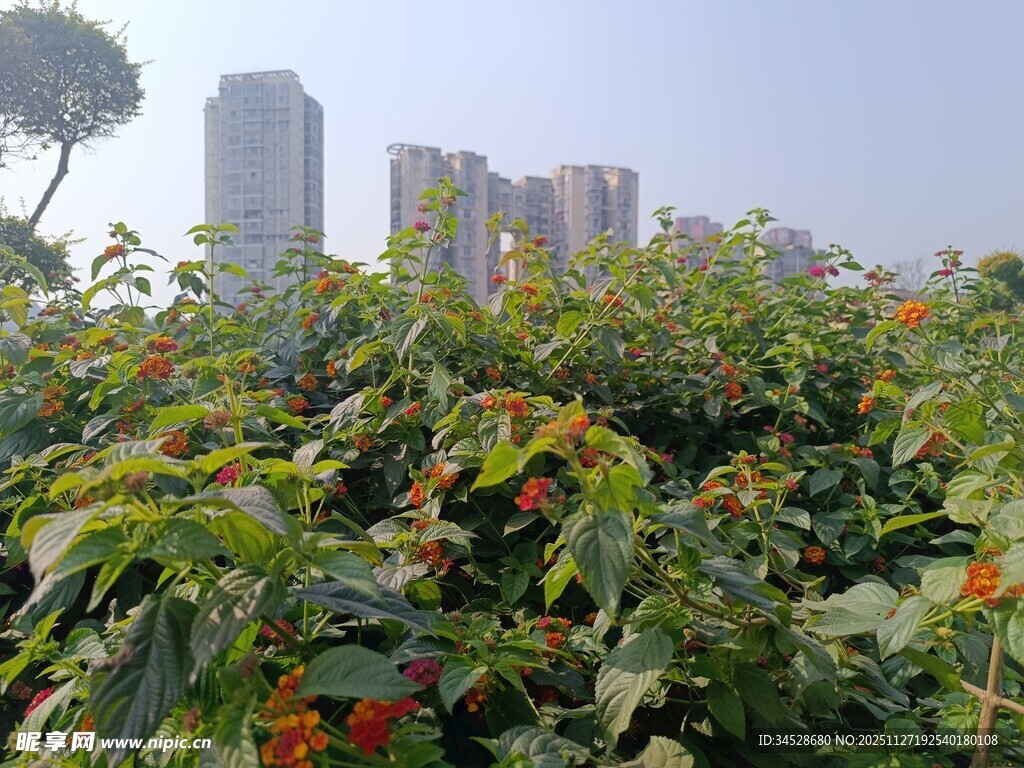 城市中绽放的绚烂花丛