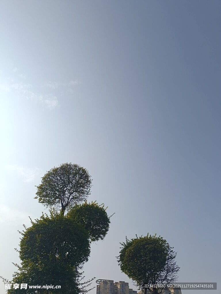 造型独特的空中树木景观