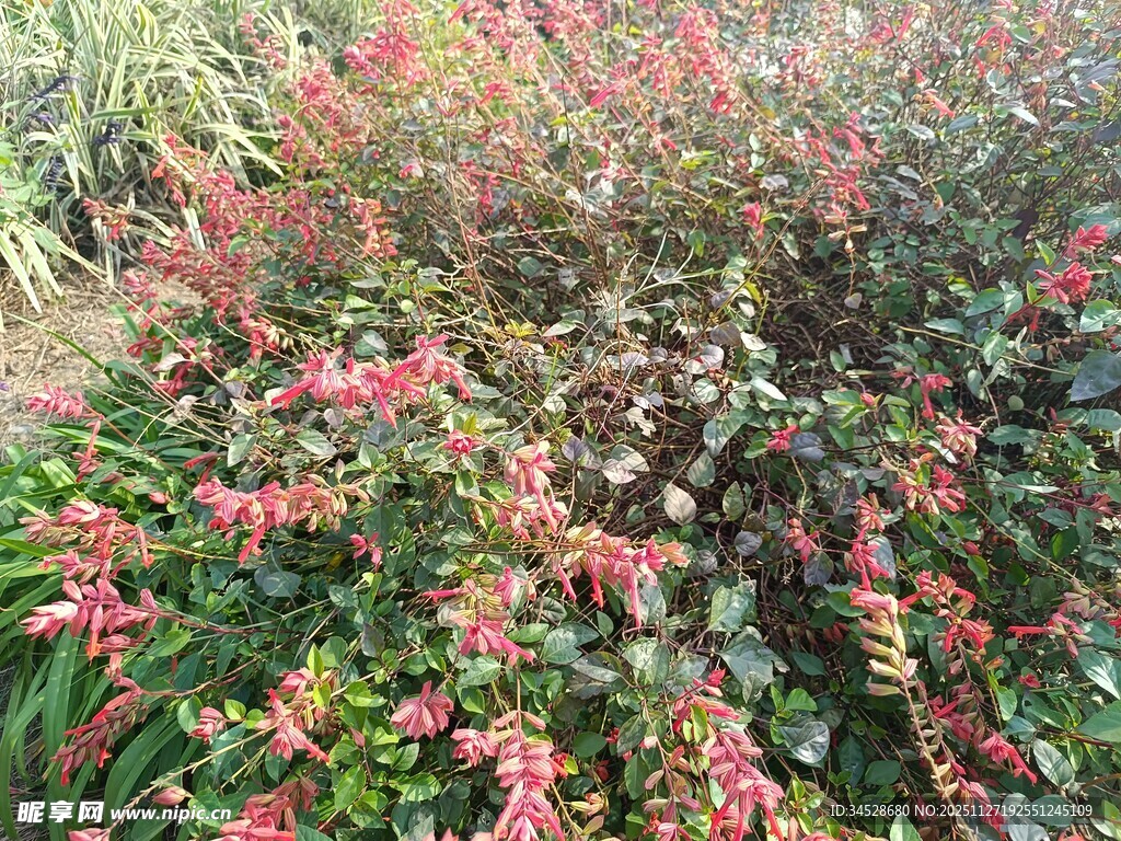 鲜艳多彩的花丛景观