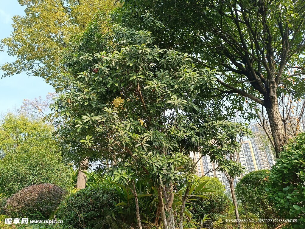 户外绿树成荫的自然景致
