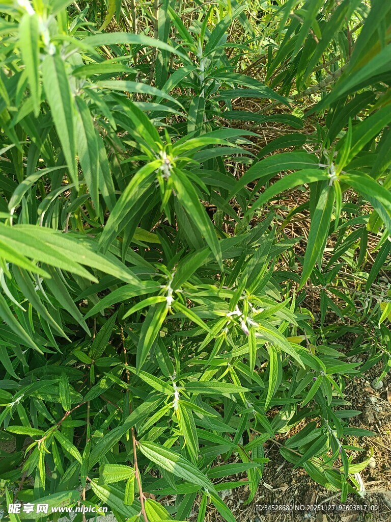 茂盛的绿色植物