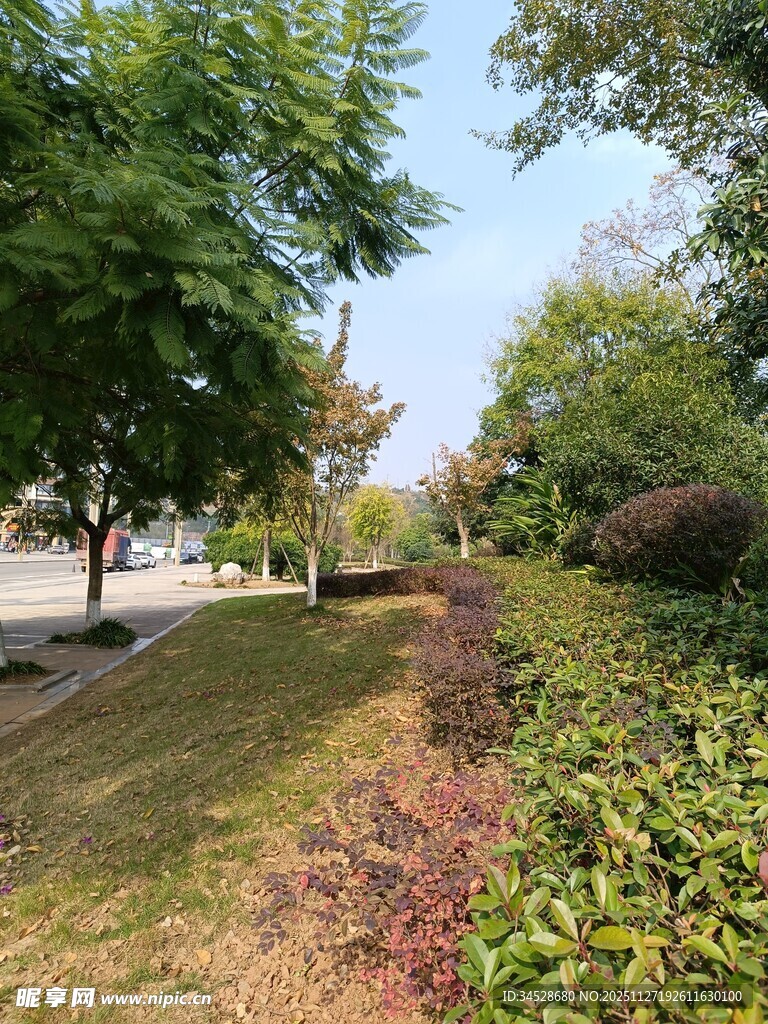 城市路边绿意盎然的景致