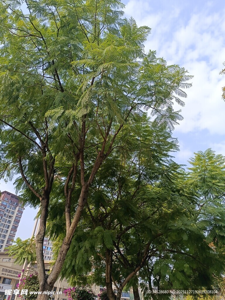 绿树成荫的城市风景