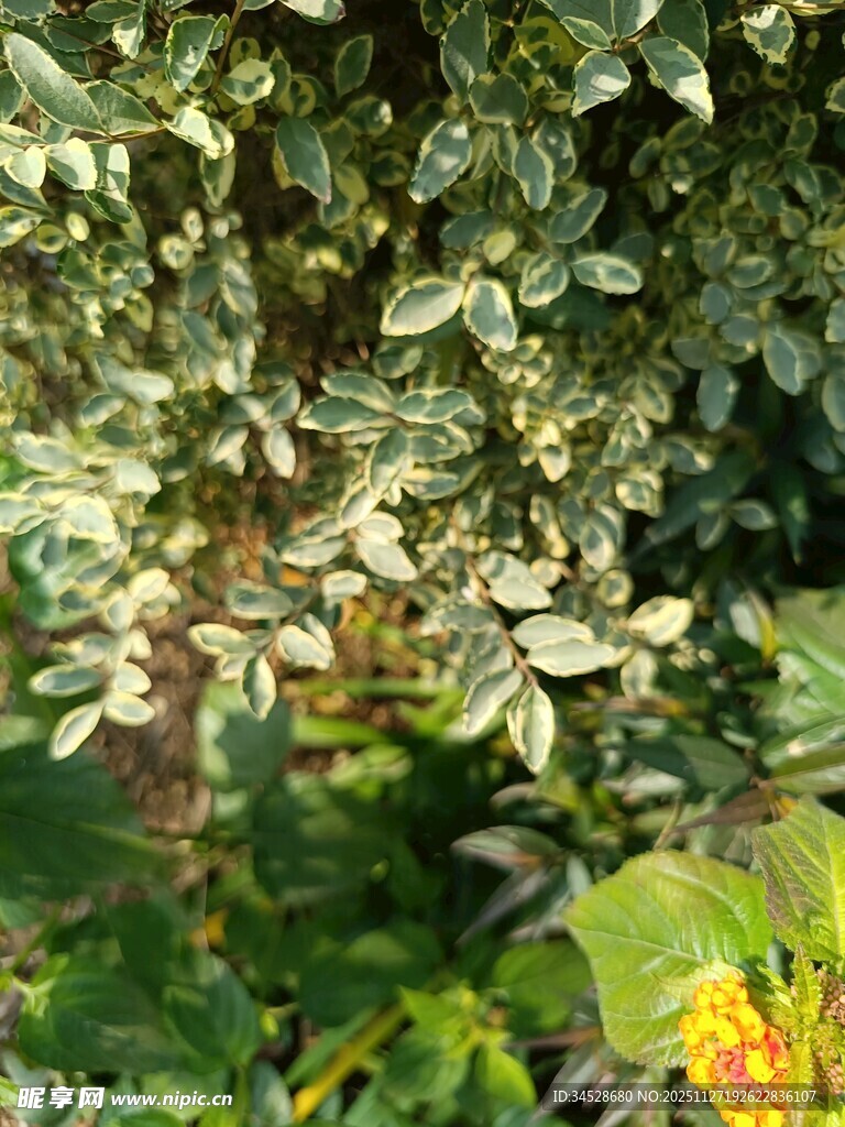 绿叶繁花的自然景致