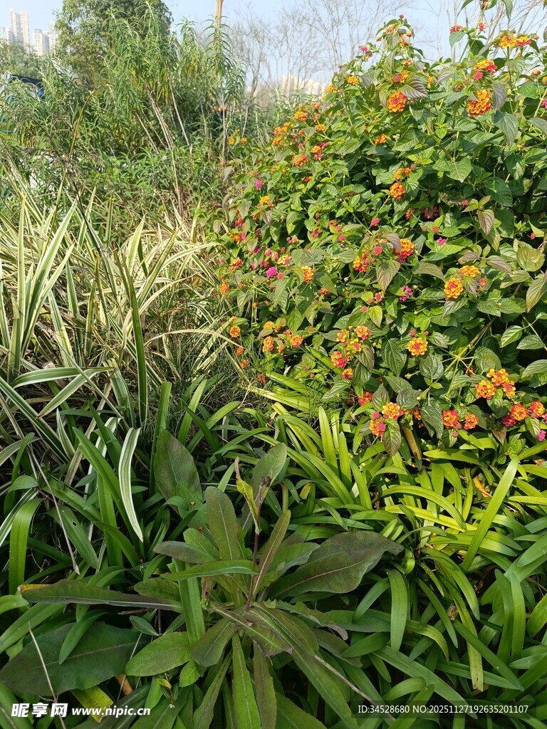 多彩繁茂的植物景观