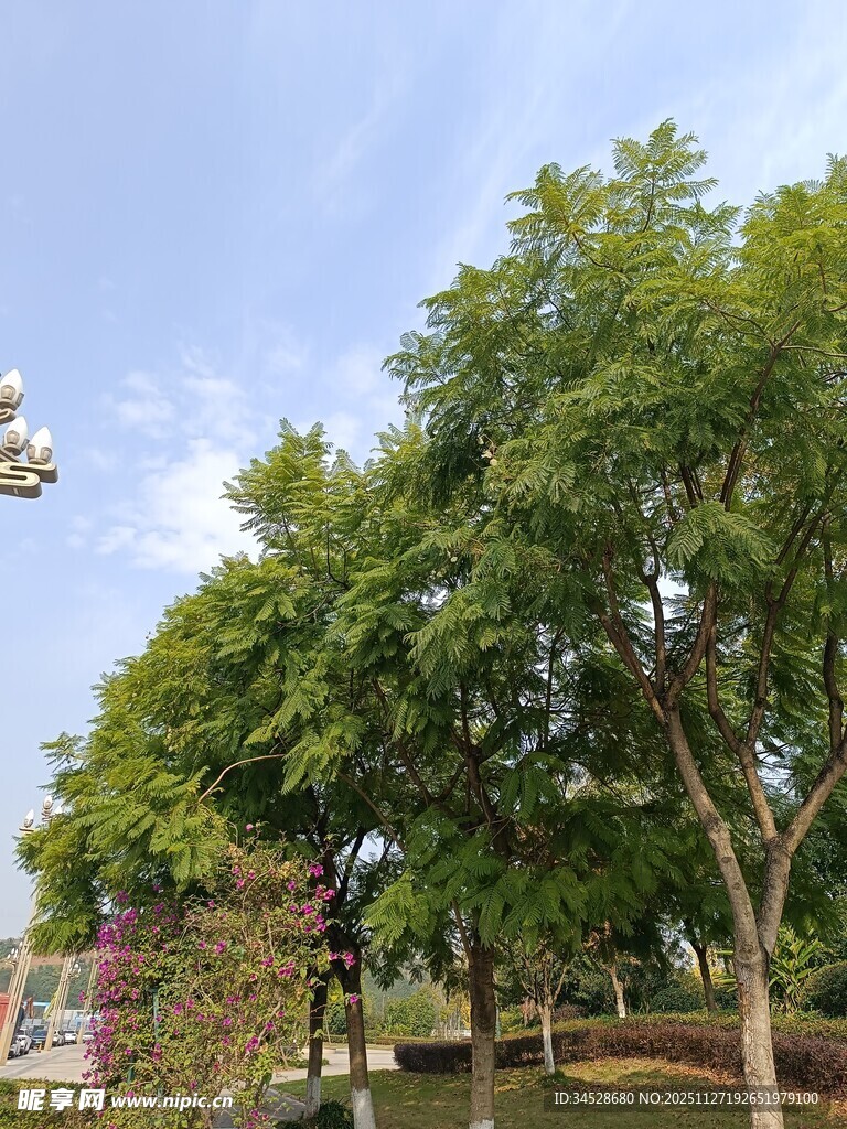 绿树成荫的公园景致