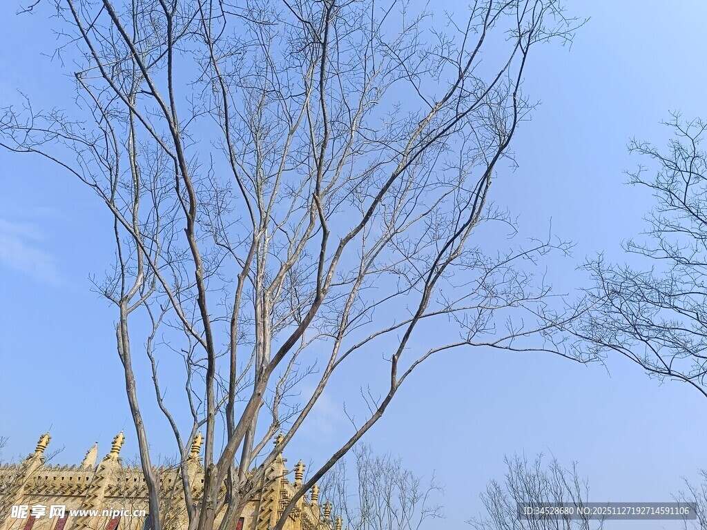 冬日光秃树木与蓝天背景