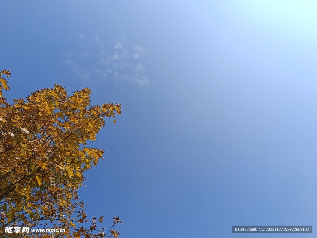 秋日树梢与晴朗蓝天