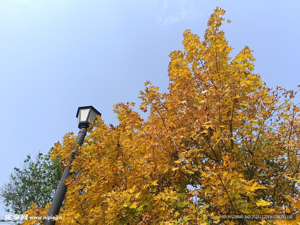 秋日高空作业赏斑斓树叶