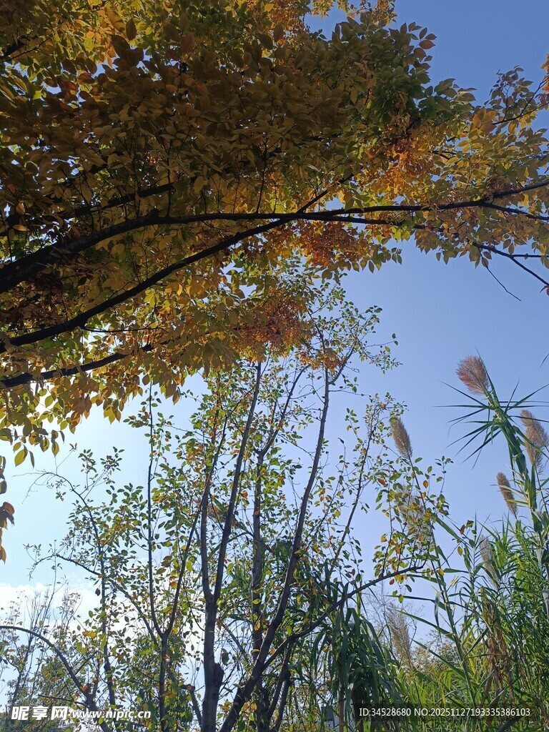 秋日树梢与蓝天美景