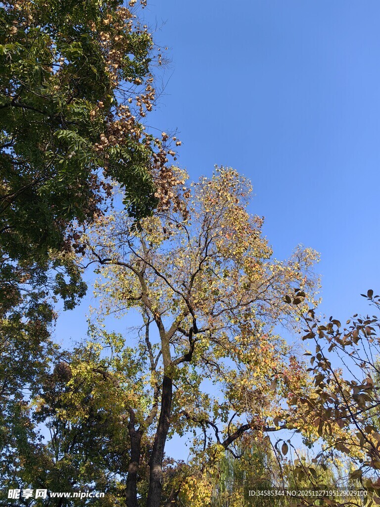 秋日蓝天映衬下的树木