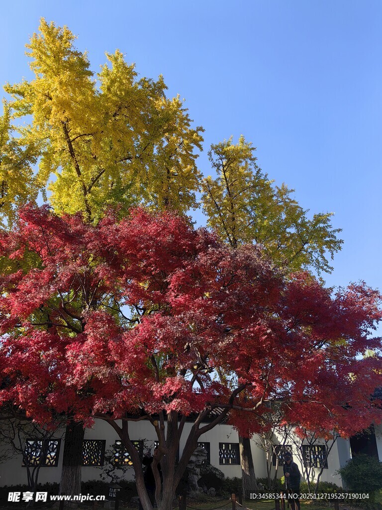 秋日绚烂彩叶树