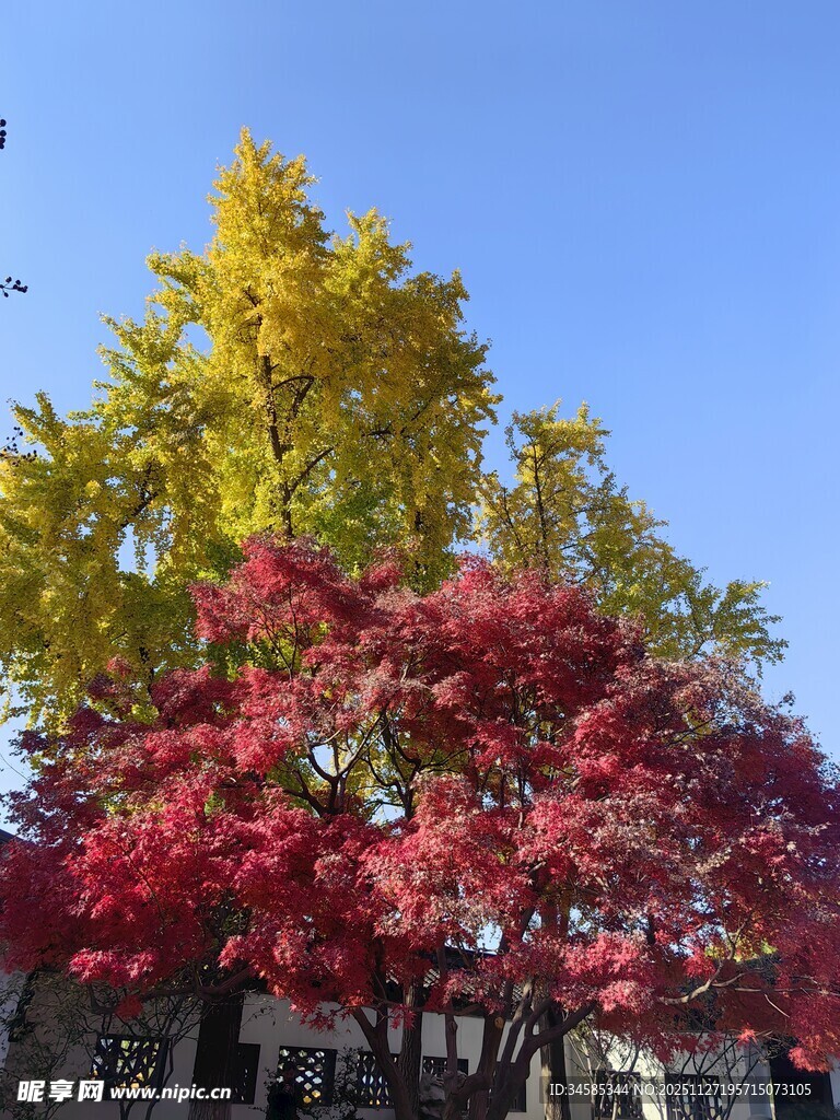 秋日多彩树木景观