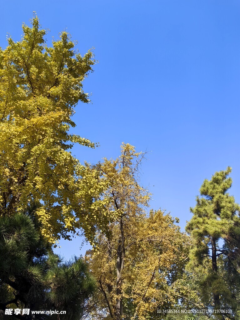 秋日金黄银杏映蓝天