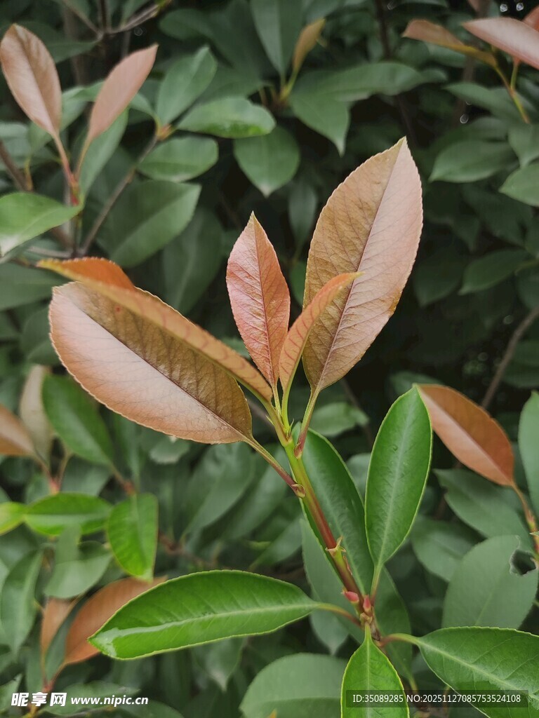 新叶初展的绿植