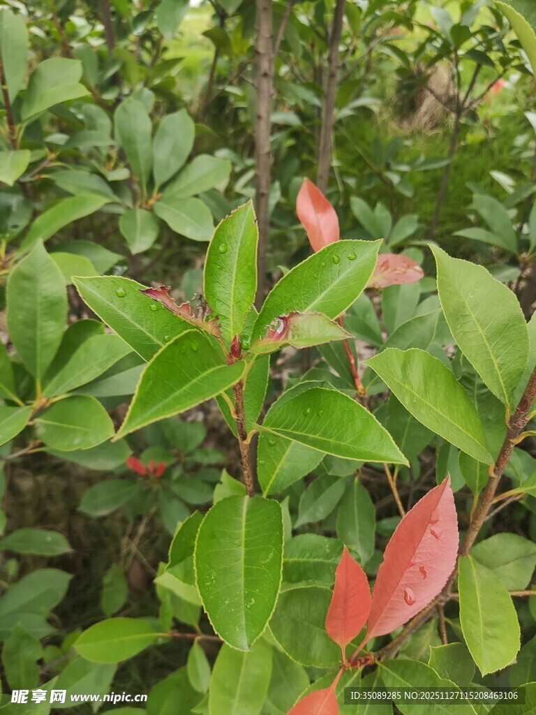 绿叶间的红嫩新叶