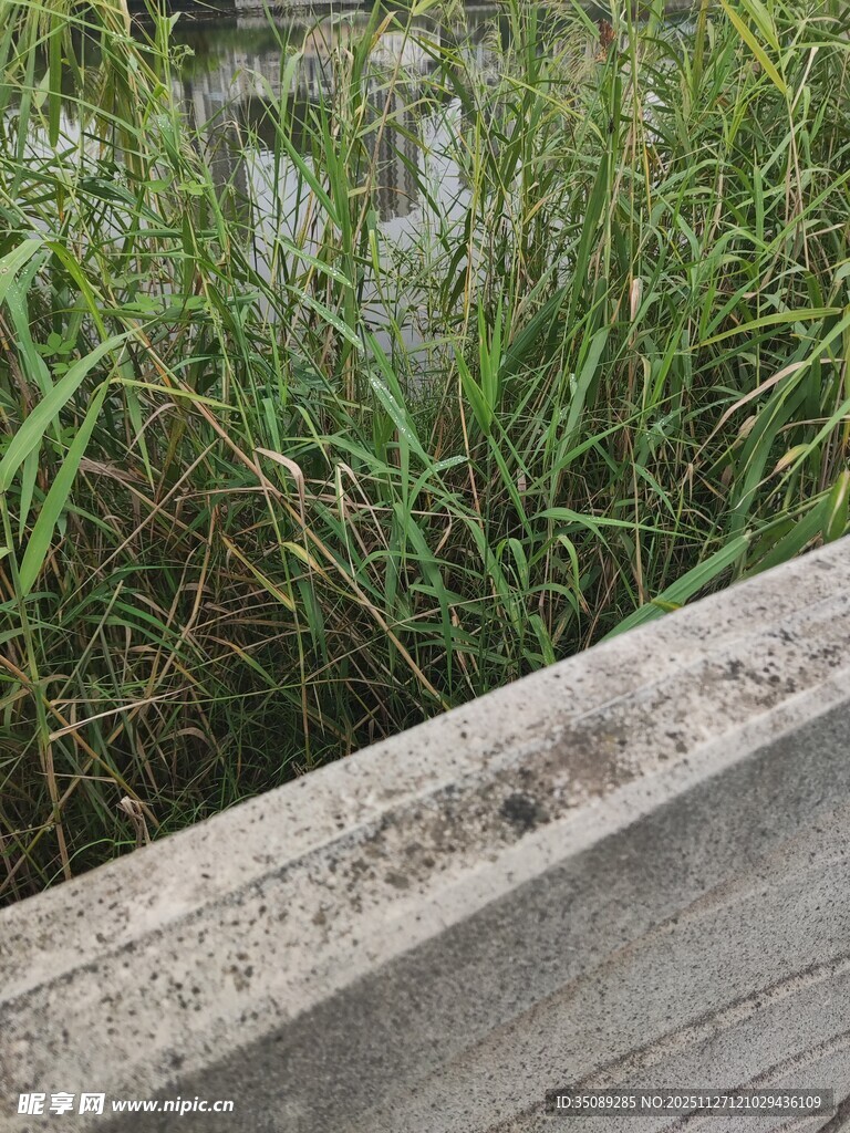 木边葱郁水草景观