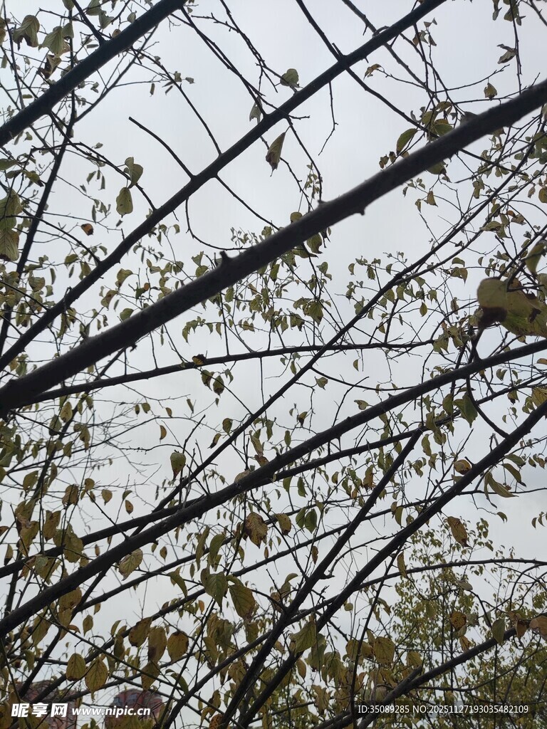 树枝交错的自然景象