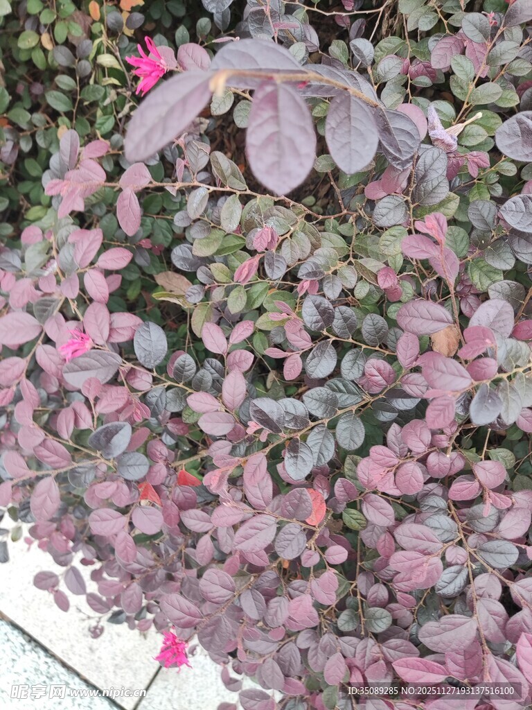 粉色斑驳叶片植物特写
