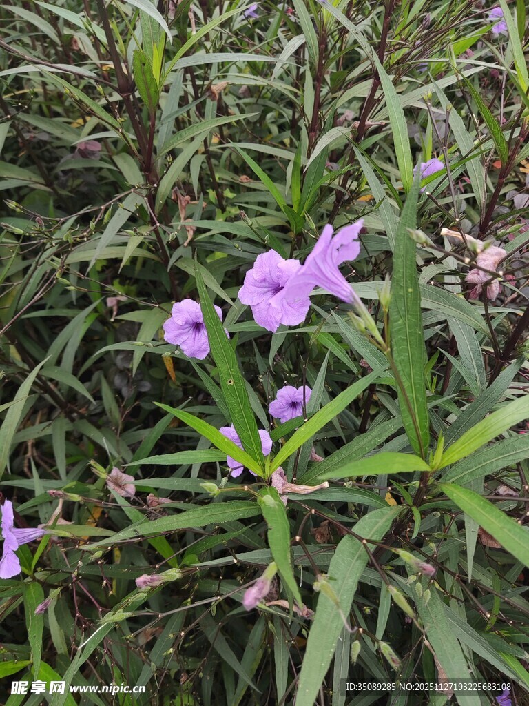 紫色小花绽放于绿叶间