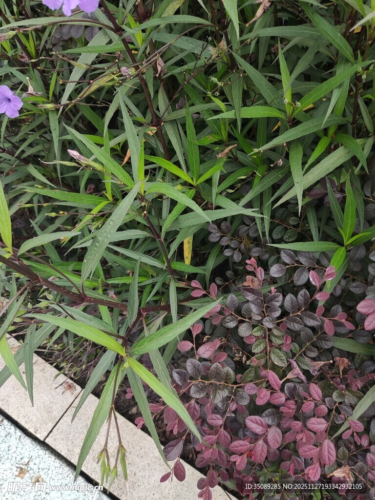绿叶紫花植物景观