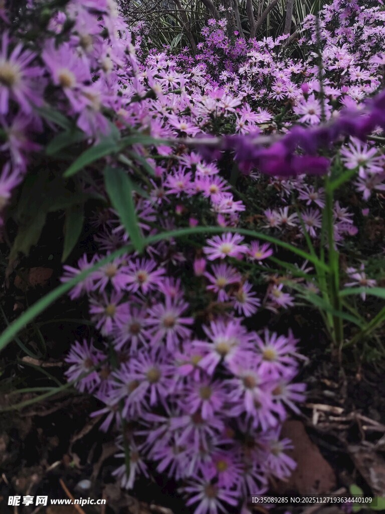 紫色烂漫小花绽放