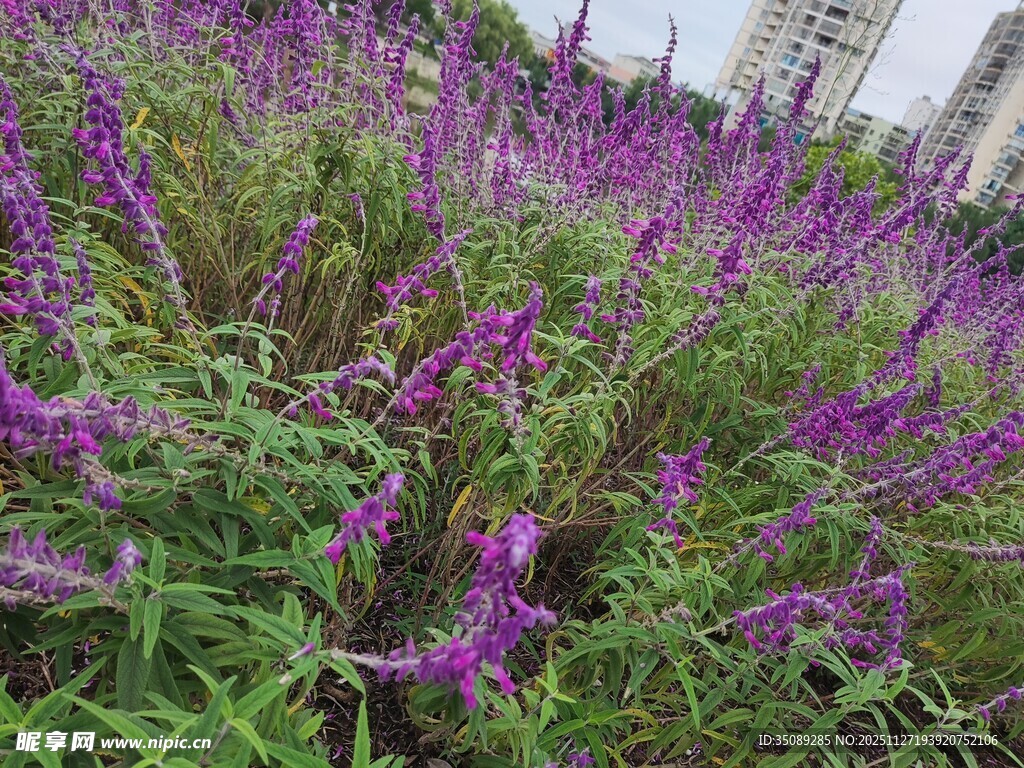 紫色鼠尾草花海