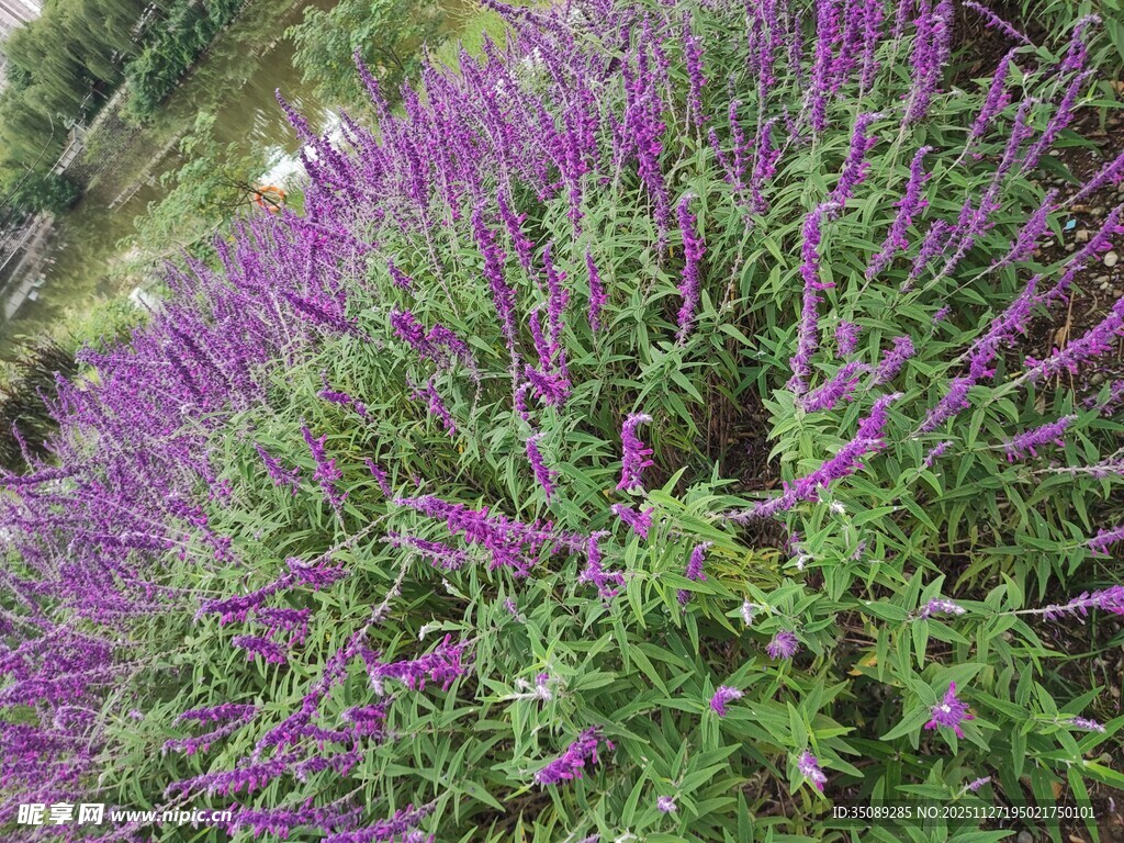 紫色花丛绽放美丽