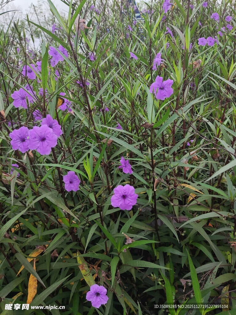 紫色小花绽放于草丛间