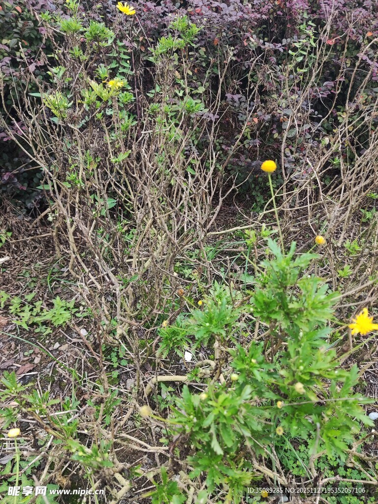 野外丛生的花草植物